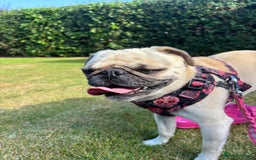 Pug dogs for adoption: 💖🐶 LOLA 🐶💖 - Image 6