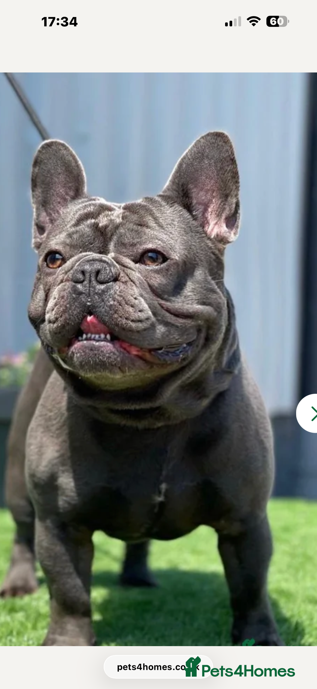 French Bulldog dogs for sale: Beautiful looking French bulldog puppies - Advert 5