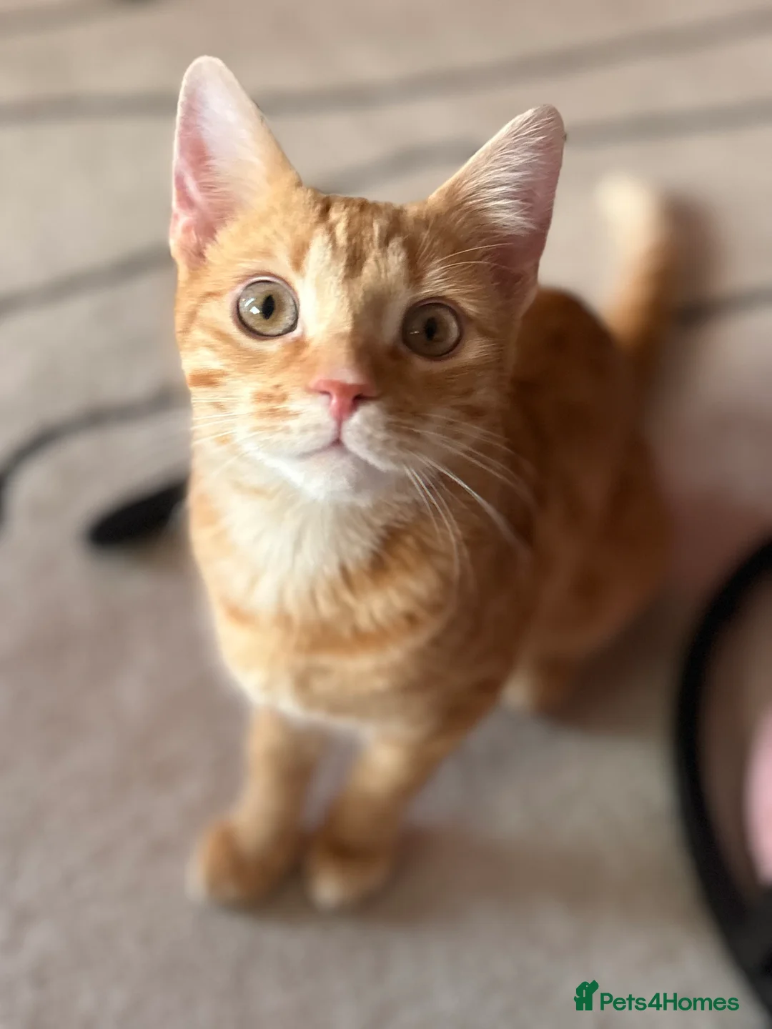 Mixed Breed cats for sale: Male, Max - Advert 2