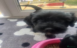 Mixed Breed dogs for sale: Beautiful Cockapoo x Jackapoo female puppy  - Image 4