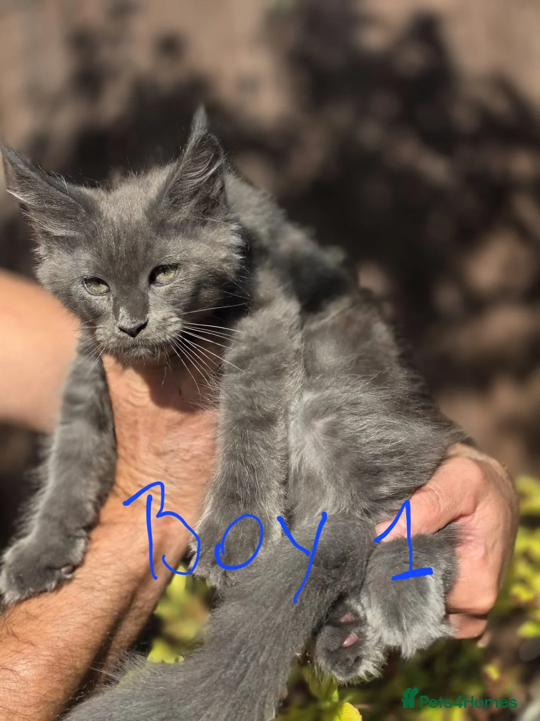 Maine Coon cats for sale: Beautiful main coon  - Advert 2
