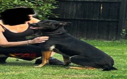 Belgian Shepherd Dog dogs for sale: 1 year old female Dutch Shepherd (hurder)  - Advert 3