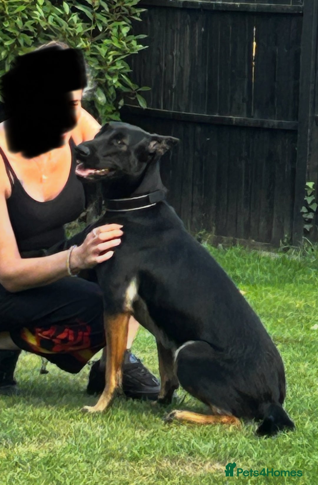 Belgian Shepherd Dog dogs for sale: 1 year old female Dutch Shepherd (hurder)  - Advert 3