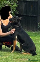 Belgian Shepherd Dog dogs 1 year old female Dutch Shepherd (hurder) - Advert 4