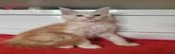 Maine Coon cats for sale: Beautiful Maine Coon Kittens  - Advert 7