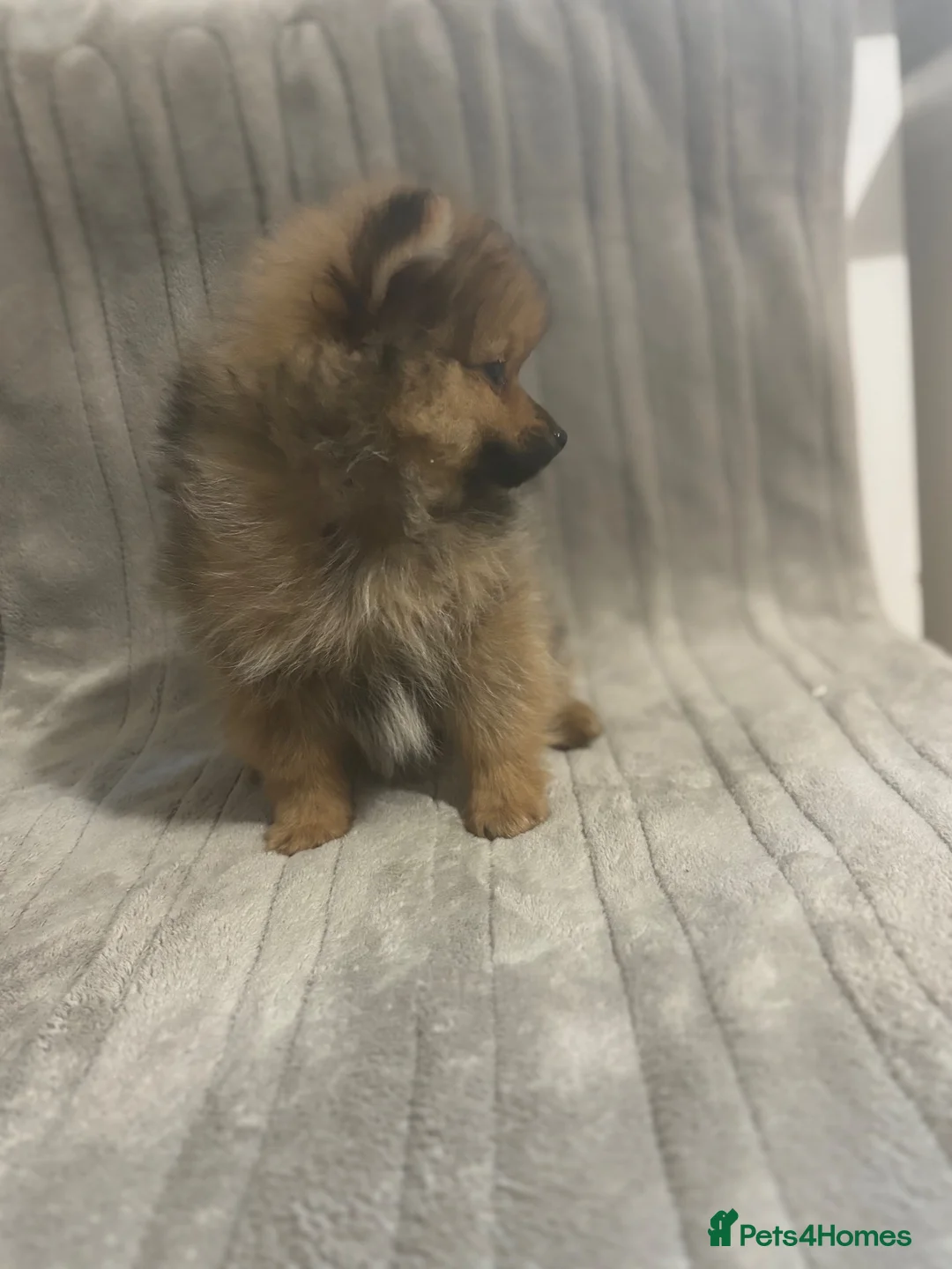 Pomeranian dogs for sale:   Beautiful true to type Pom baby’s  - Advert 2