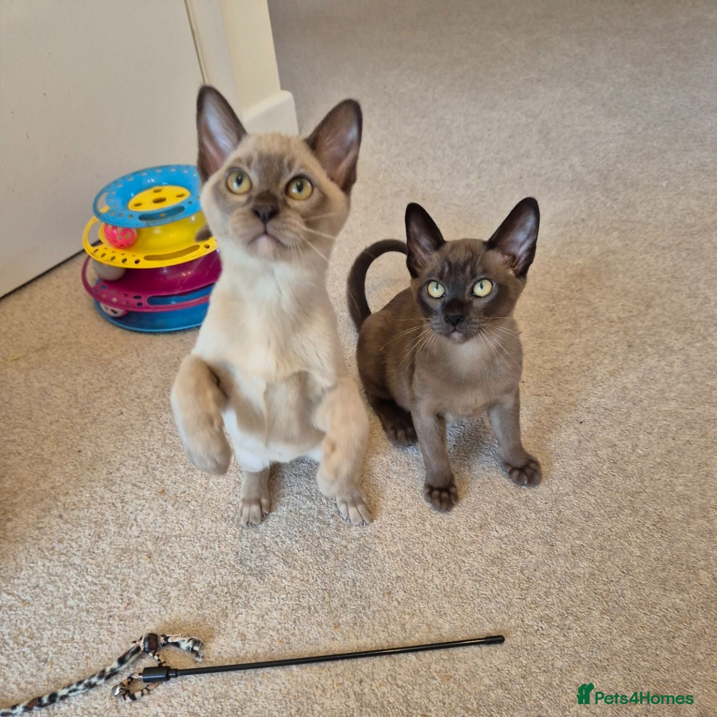 Burmese cats Pedigree Burmese Kittens - Advert 2