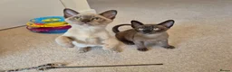 Burmese cats for sale: Pedigree Burmese Kittens - Advert 1