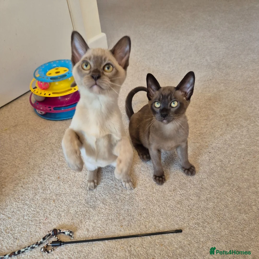 Burmese cats for sale: Pedigree Burmese Kittens - Advert 1