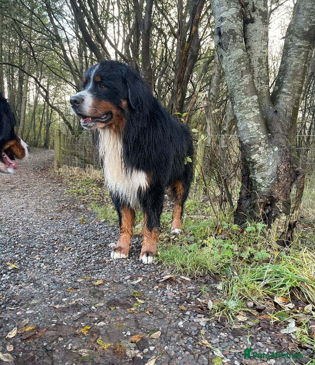Bernese Mountain Dog dogs for stud: 🔥 CRUZ💥 TOP QUALITY BERNESE MOUNTAIN DOG STUD in Whitehaven - Image 25