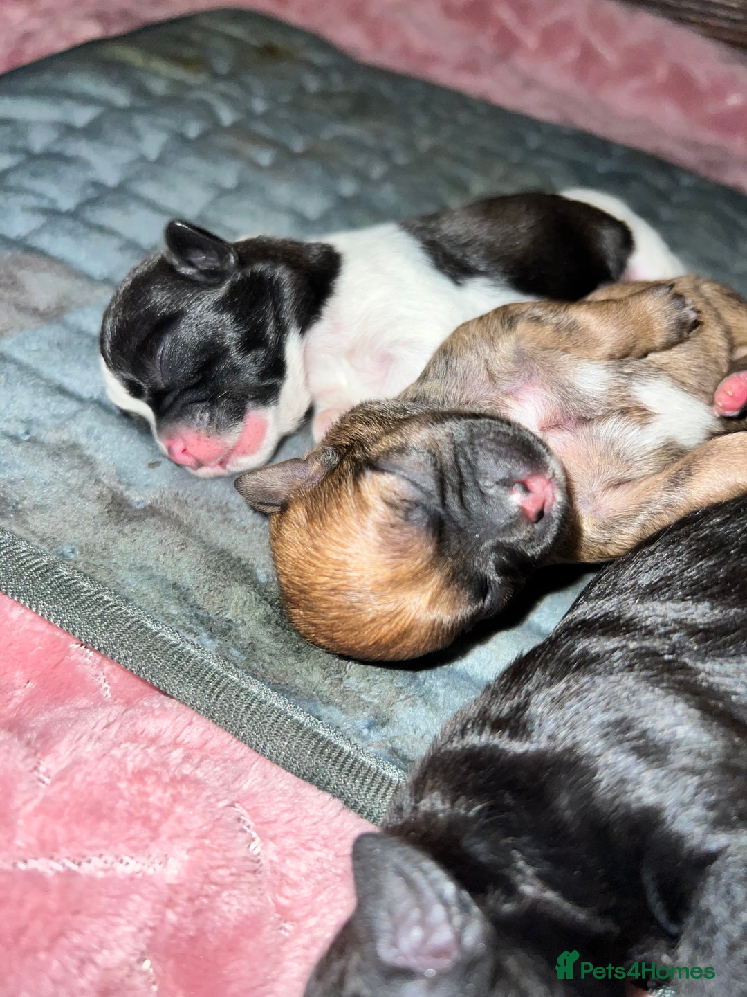 Mixed Breed dogs for sale: Shih tzu x Bichion  - Image 9
