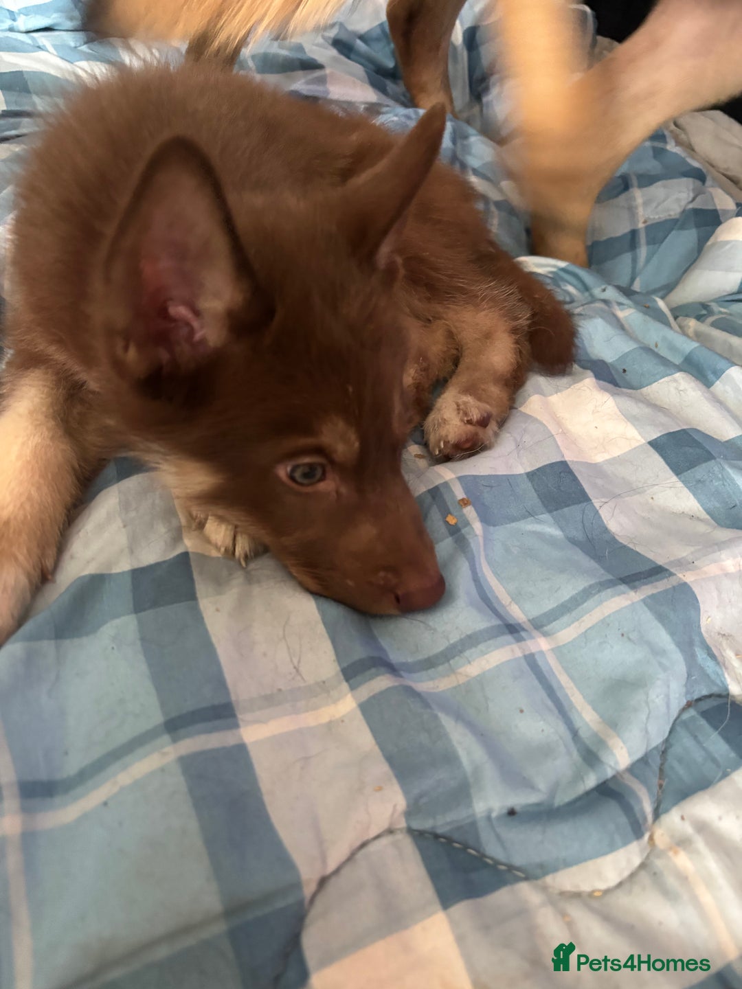 Shepsky dogs for sale: Shepsky - Image 15