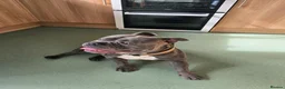 Mixed Breed dogs for sale: Stud pocket bully male 18 months old in Milford Haven - Advert 3
