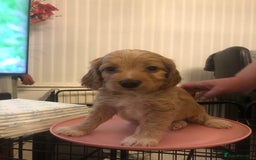 Cockapoo dogs for sale: Miniature Cockapoos F1B  - Image 6
