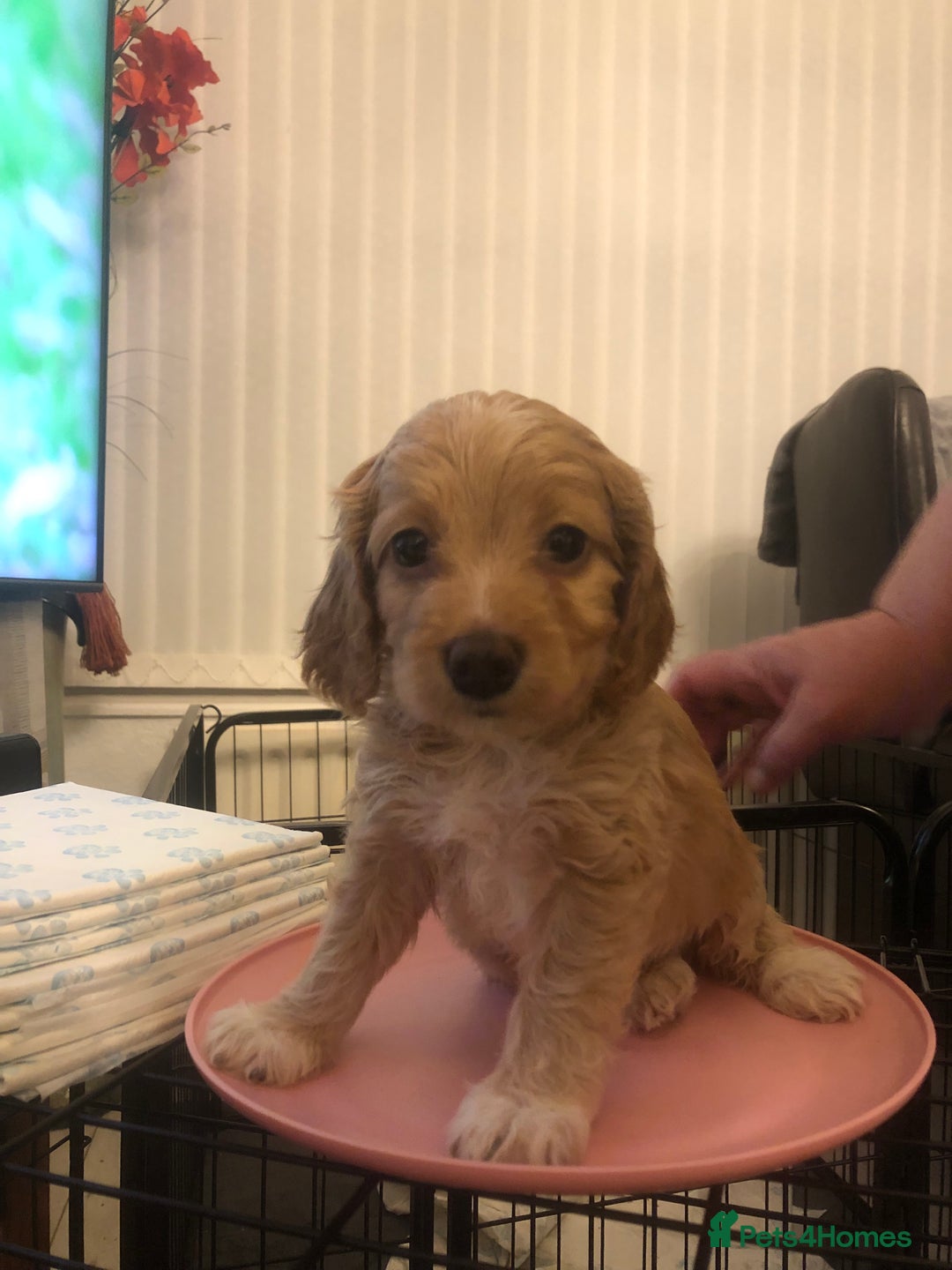 Cockapoo dogs for sale: Miniature Cockapoos F1B  - Image 6