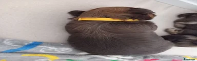 Shih Tzu 2 - yellow