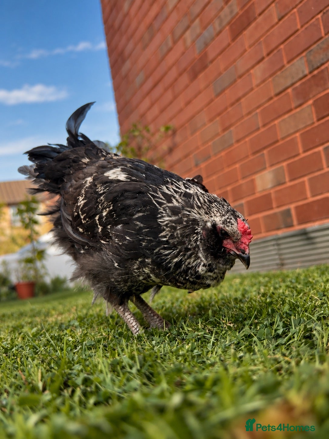 Chickens poultry 🐣 [Show-Quality & Healthy Chicks for Sale]  - Advert 9