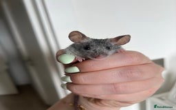 Mouse rodents for sale: Free for adoption  - Image 1