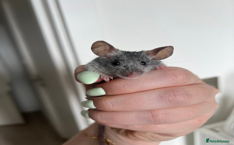 Mouse rodents - Advert 1