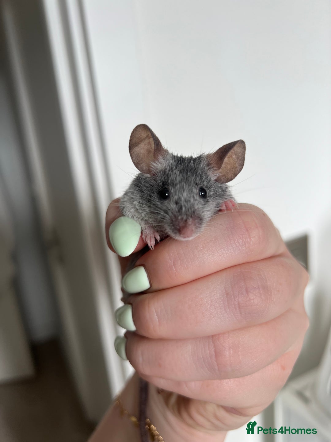 Mouse rodents for sale: Free for adoption  - Image 1