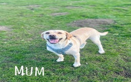 Labrador Retriever dogs for sale: Kc Registered Labradors ready to leave now - Image 23