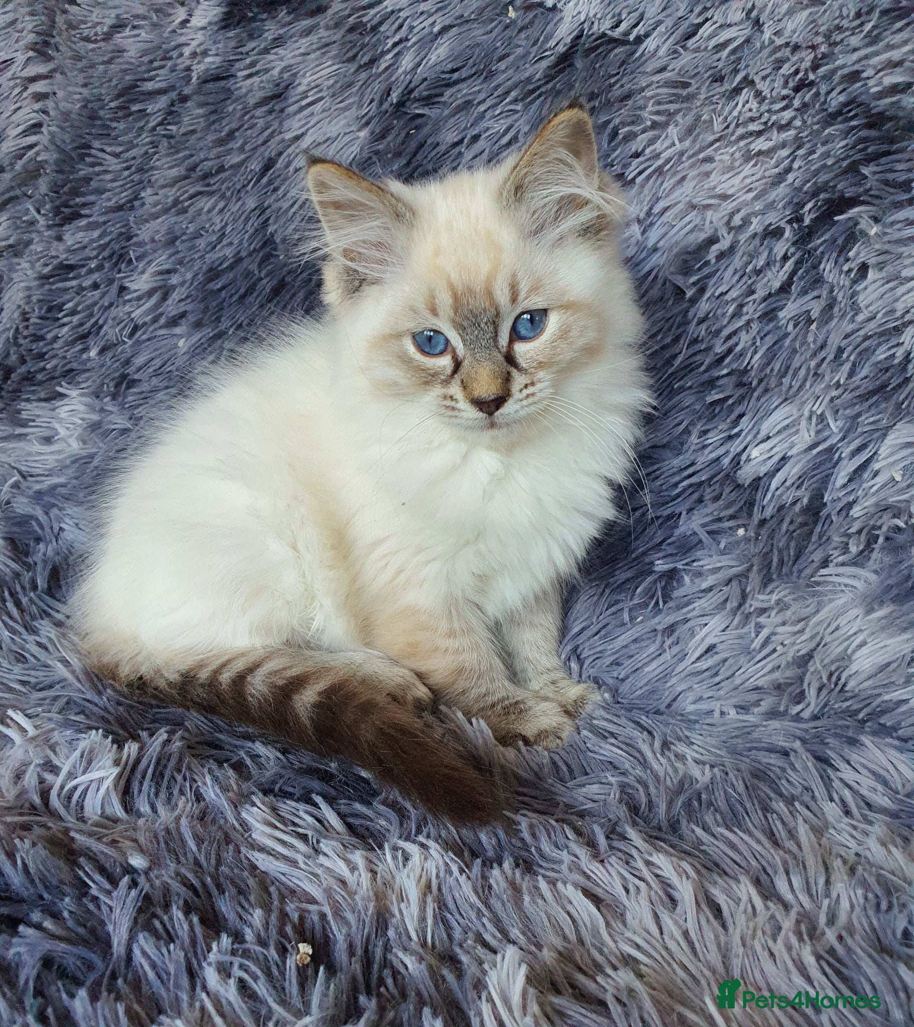 Ragdoll cats Very Beautiful GCCF Registered Ragdoll Kitten. - Advert 1