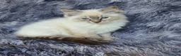 Ragdoll cats for sale: Very Beautiful GCCF Registered Ragdoll Kitten. - Advert 1
