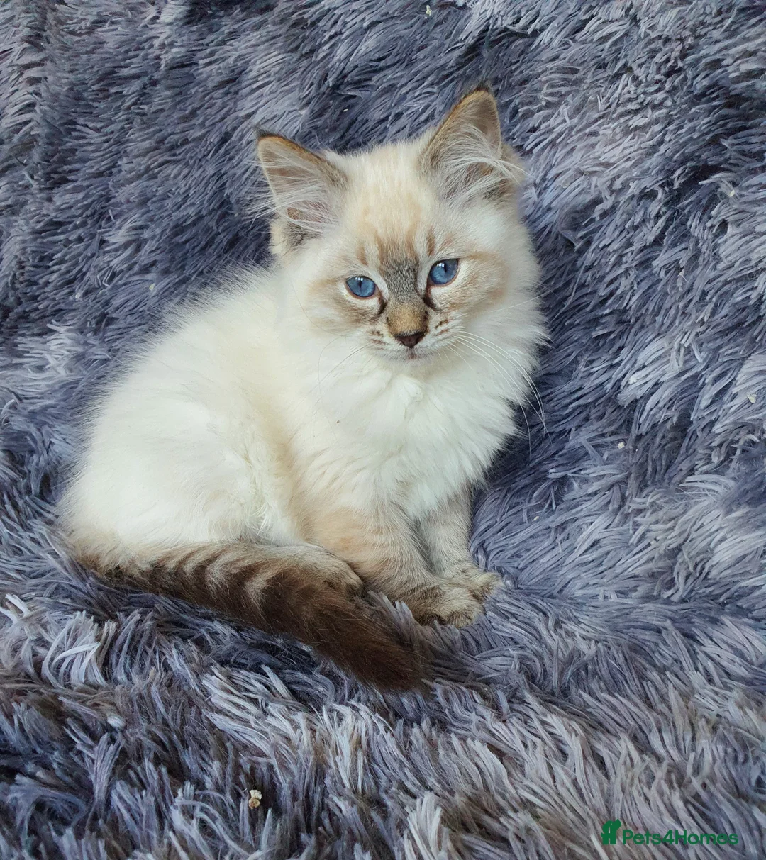 Ragdoll cats for sale: Very Beautiful GCCF Registered Ragdoll Kitten. - Advert 1
