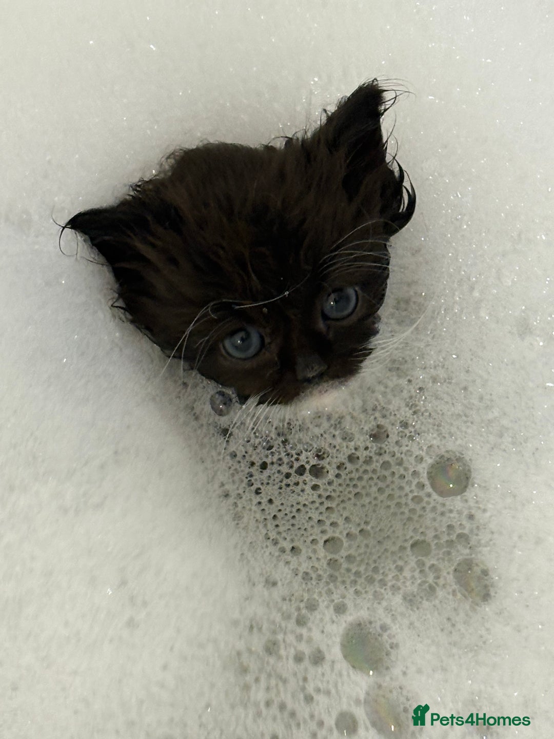 Munchkin cats for sale: Munchkin kittens  - Advert 14