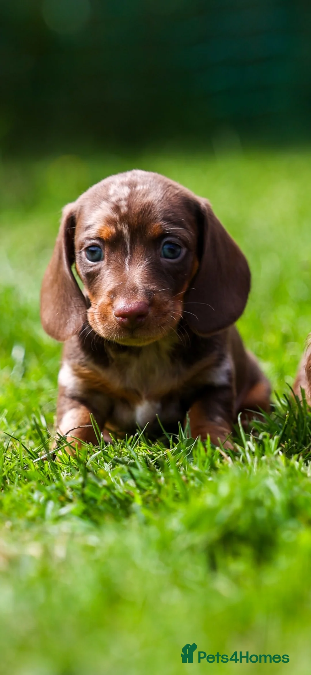 Miniature Dachshund dogs for sale: Miniature dachshunds 💖 boys  - Advert 1