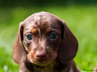 Miniature Dachshund dogs Miniature dachshunds 💖 boys - Advert 4