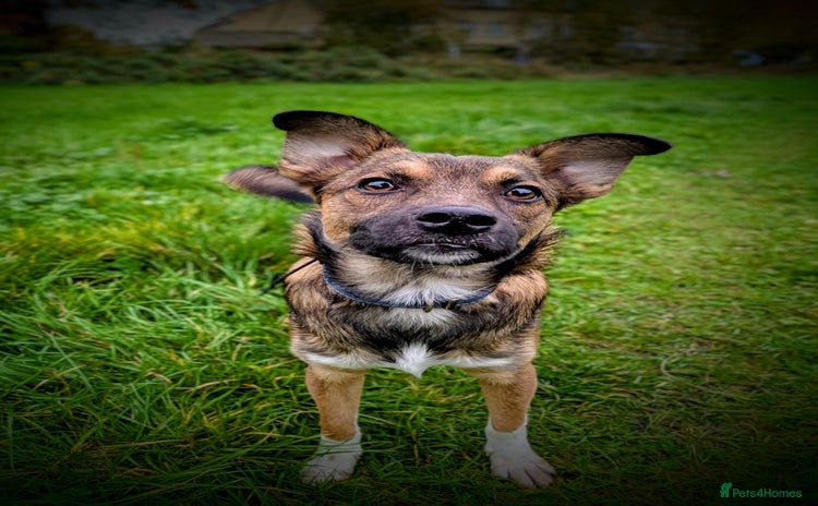 Mixed Breed dogs - Advert 5
