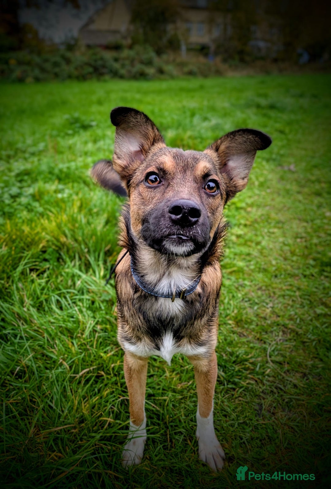 Mixed Breed dogs for adoption: Polo  - Image 1