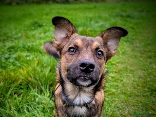 Mixed Breed dogs - Advert 22