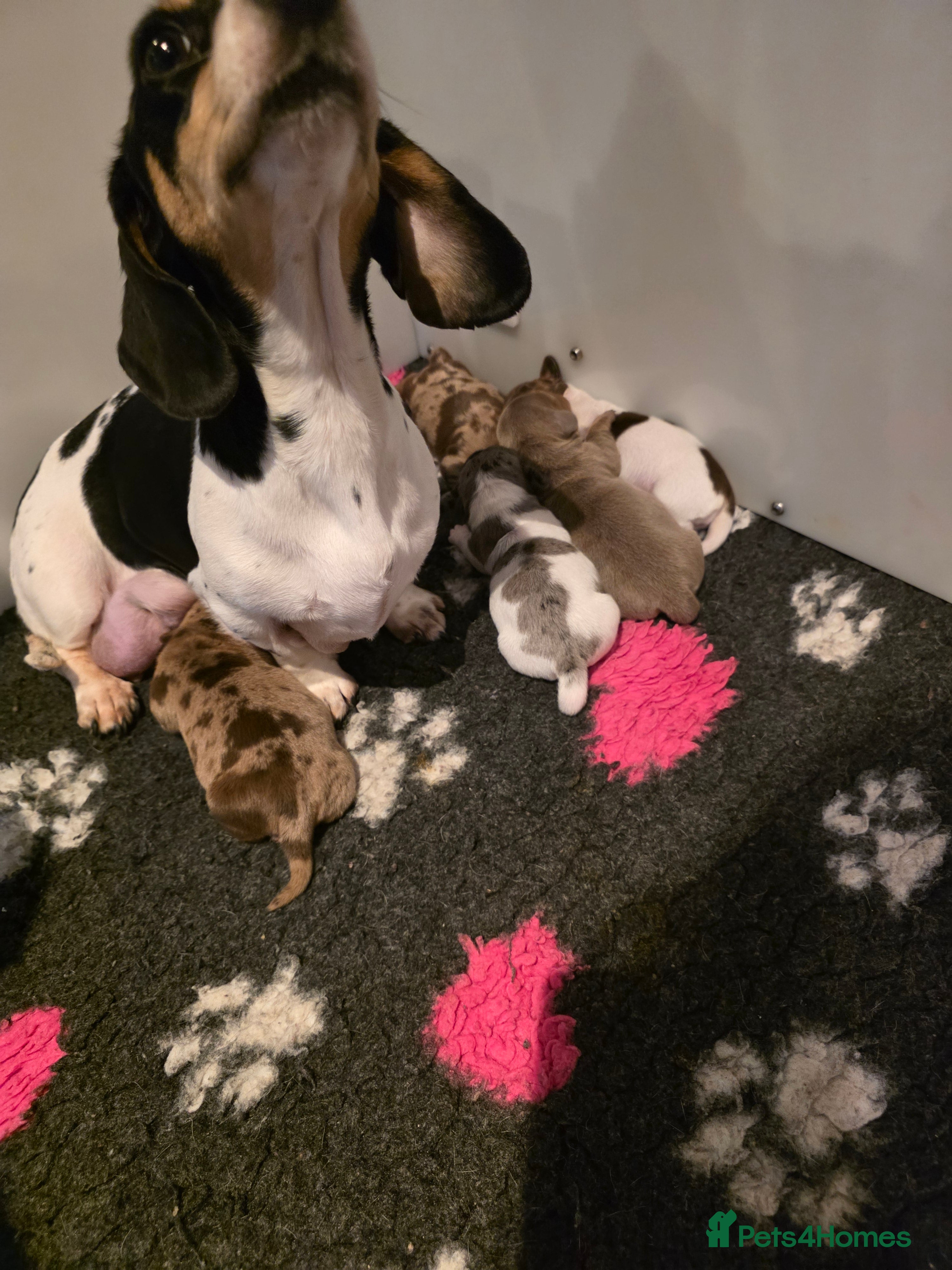 Miniature Dachshund dogs Miniature Dachshund  - Advert 6