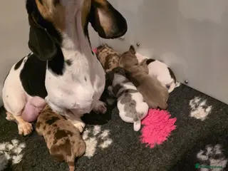 Miniature Dachshund dogs Miniature Dachshund - Advert 6