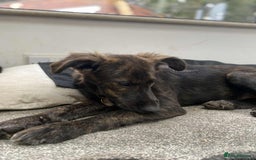 Mixed Breed dogs for adoption: Holly needs a perfect home for Christmas - Image 12