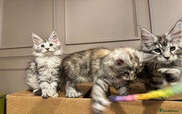 Maine Coon cats for sale: Maine coon polydactyl kittens DNA clear  - Image 19