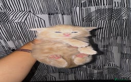 Domestic Shorthair cats for sale: 🐾 8-Week-Old Kittens Ready for Loving Homes 🐾 - Image 8