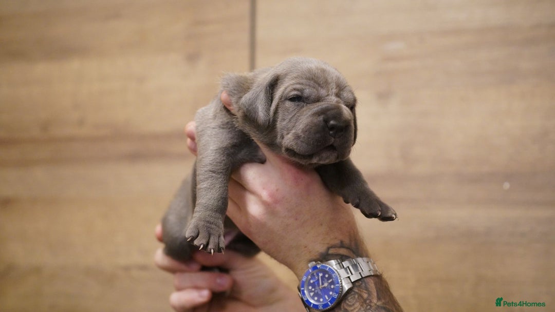 Cane Corso dogs for sale: 6 week old blue cane corso puppies  - Image 7