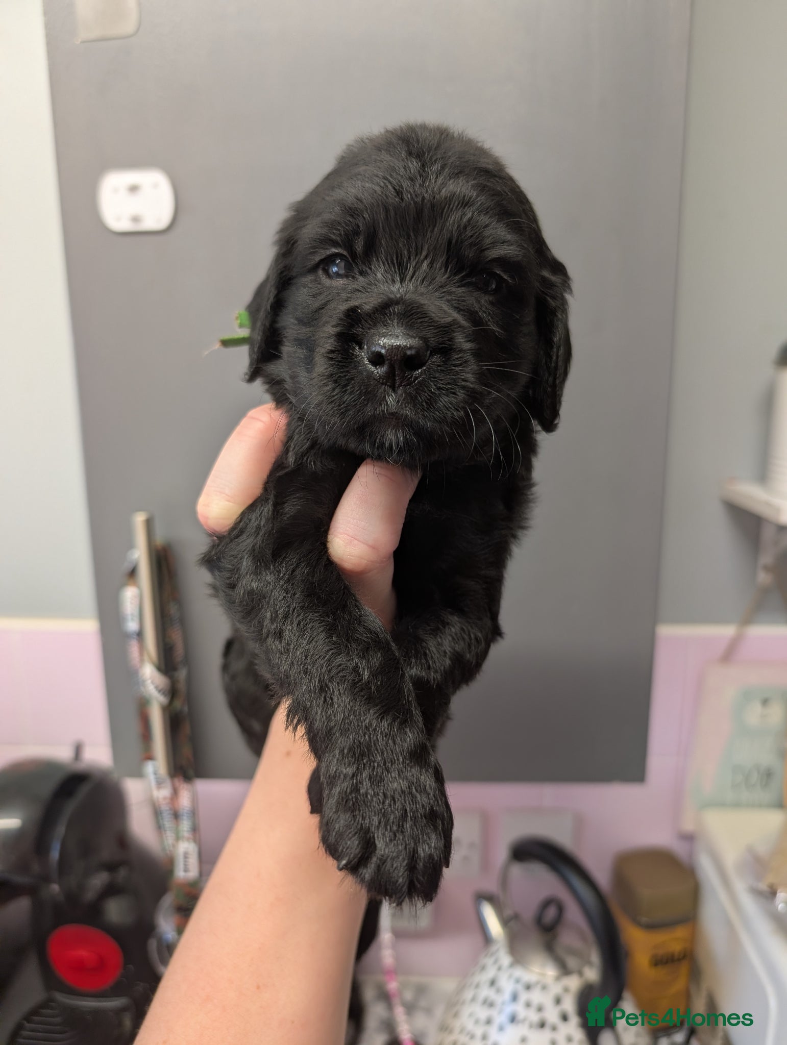 Cocker Spaniel dogs Just one beautiful boy still available! ❤️ - Advert 1