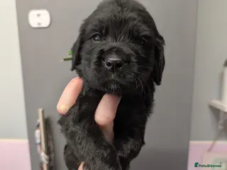Cocker Spaniel dogs Just one beautiful boy still available! ❤️ - Advert 11