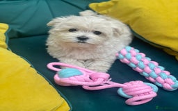 Maltese dogs for sale: 🌟 Premium  ** , 100% Korean Maltese Puppies🌟 - Advert 5