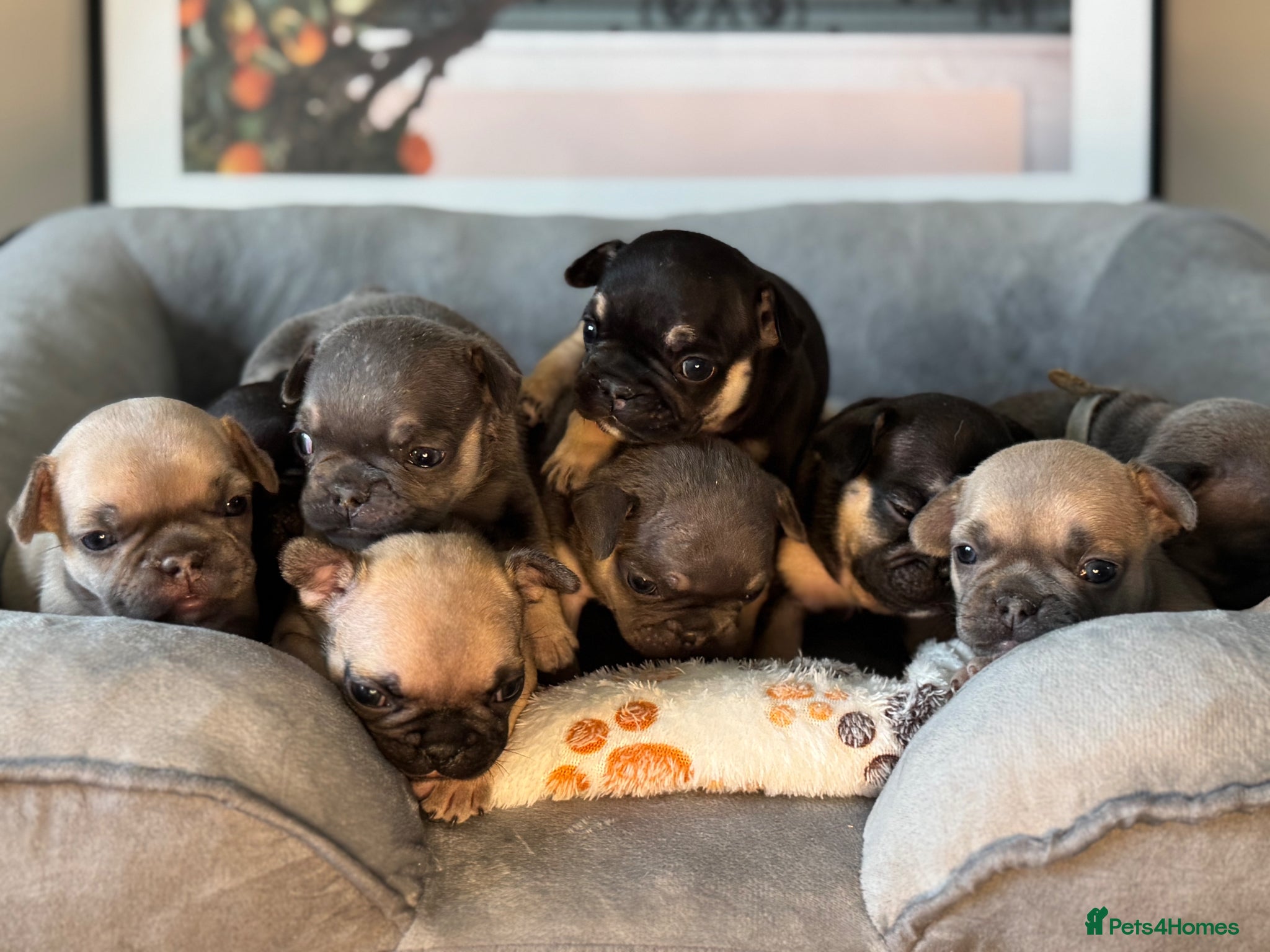 French Bulldog dogs KC French Bulldog Puppies – Lilac, Blue & Tan - Advert 4