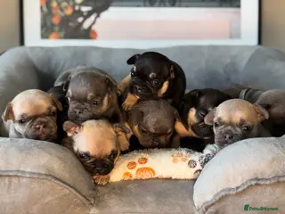 French Bulldog dogs KC French Bulldog Puppies – Lilac, Blue & Tan - Advert 9