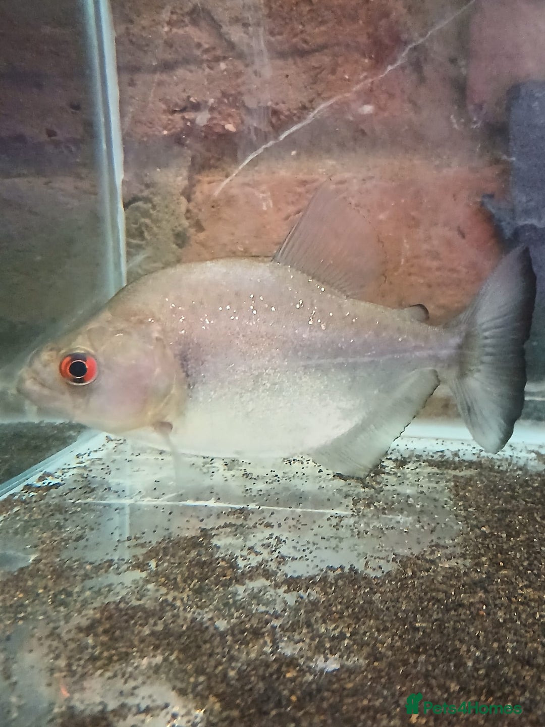 Piranhas fish for sale: Piranhas  - Image 5
