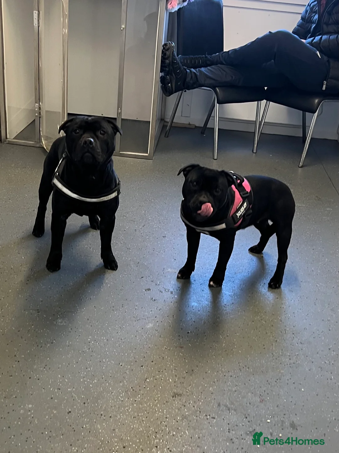 Staffordshire Bull Terrier dogs for stud: Black carrying blue stafford stud PHPV tested in Carlisle - Advert 11