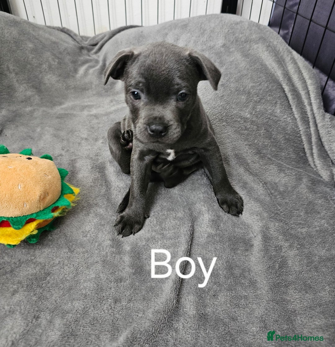 Staffordshire Bull Terrier dogs for sale: Blue staffordshire bull terrier  - Image 3