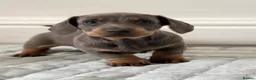 Dachshund dogs for sale: Beautiful Dachshund  in Nelson - Advert 6