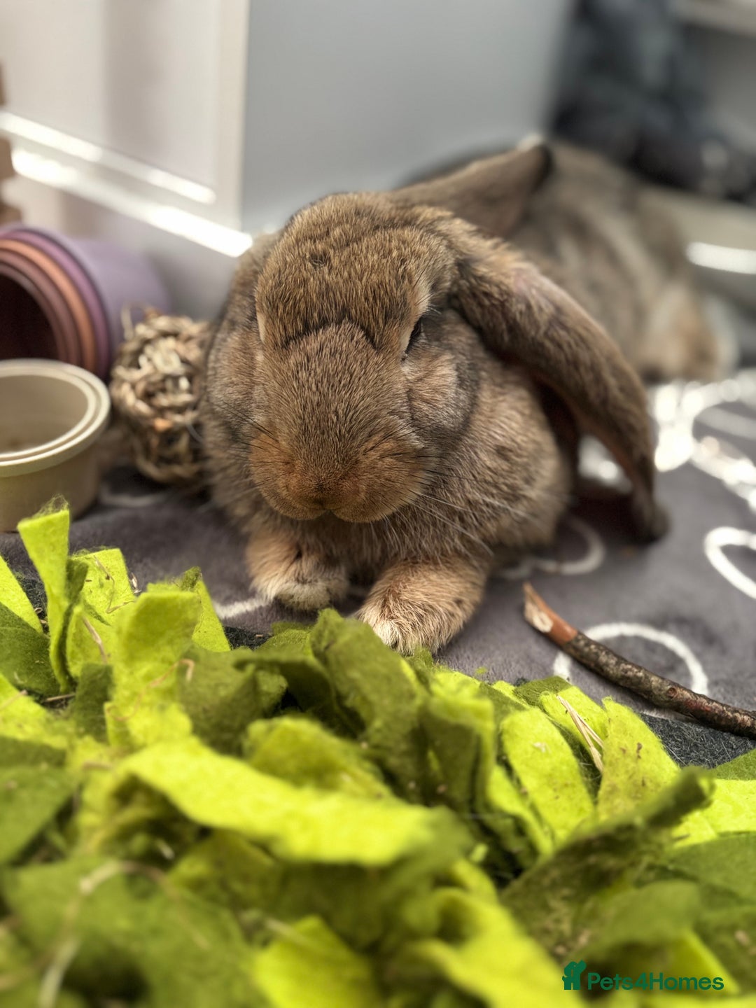 Continental Giant rabbits for sale: Hi, this is Míro, the Continental Giant! - Image 6